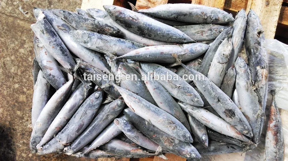 Frozen Bonito Fish Whole Round / Bonito Tuna For Sale