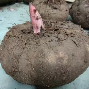  Халяльная сухая конжаковая лапша Конжак глюкоманнан паста Органические Пищевые продукты для похудения и геничной диеты