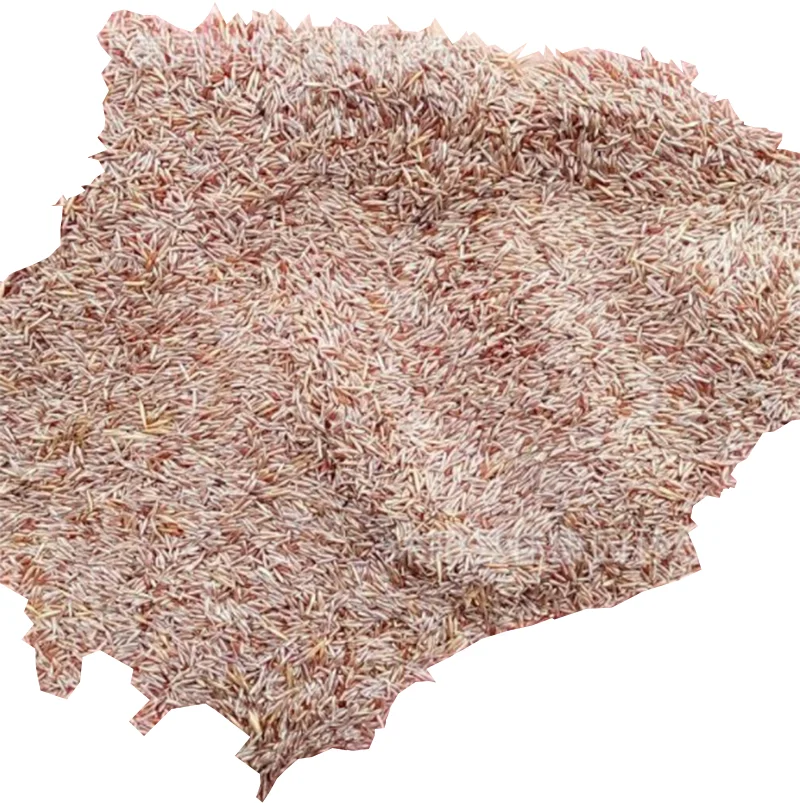 Good quality creeping bentgrass seeds used in yard or golf land football playground