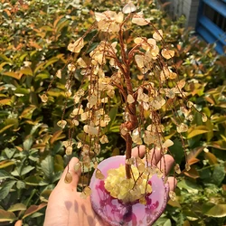 7 Chakra Healing Crystal Tree Wire Quartz Crystals Gemstone Money Tree Feng Shui Figurine Home Decoration