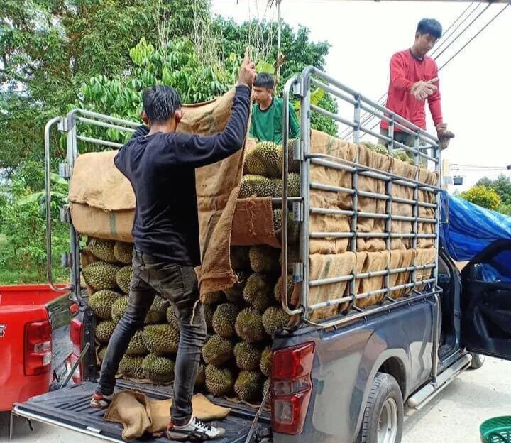  Оптовая продажа фруктовый продукт премиум качества Kan Yao из Таиланда Fresh