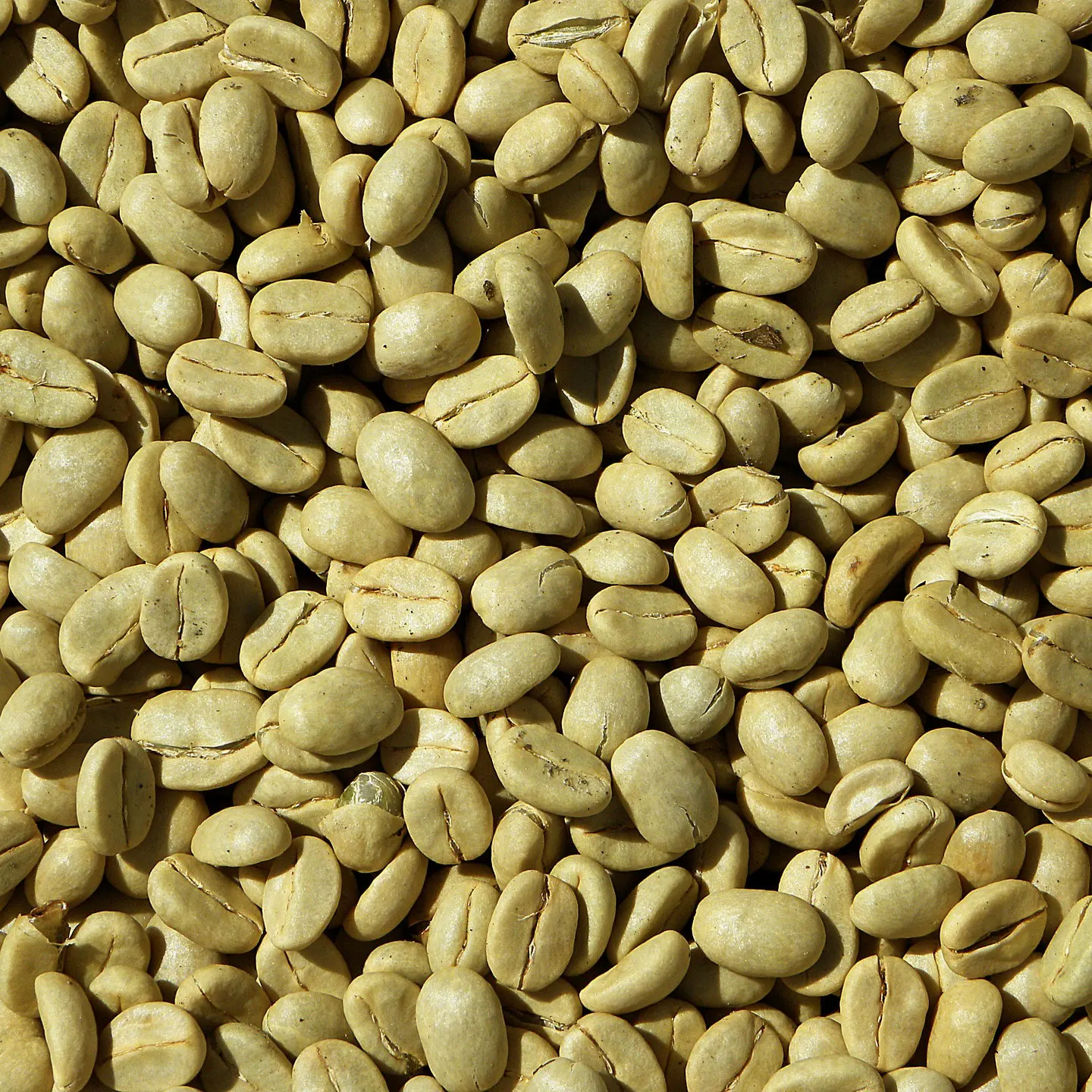 Wholesale Arabica Coffee Beans 100% pure organic coffee high grade Arabica Green Coffee Beans from Vietnam