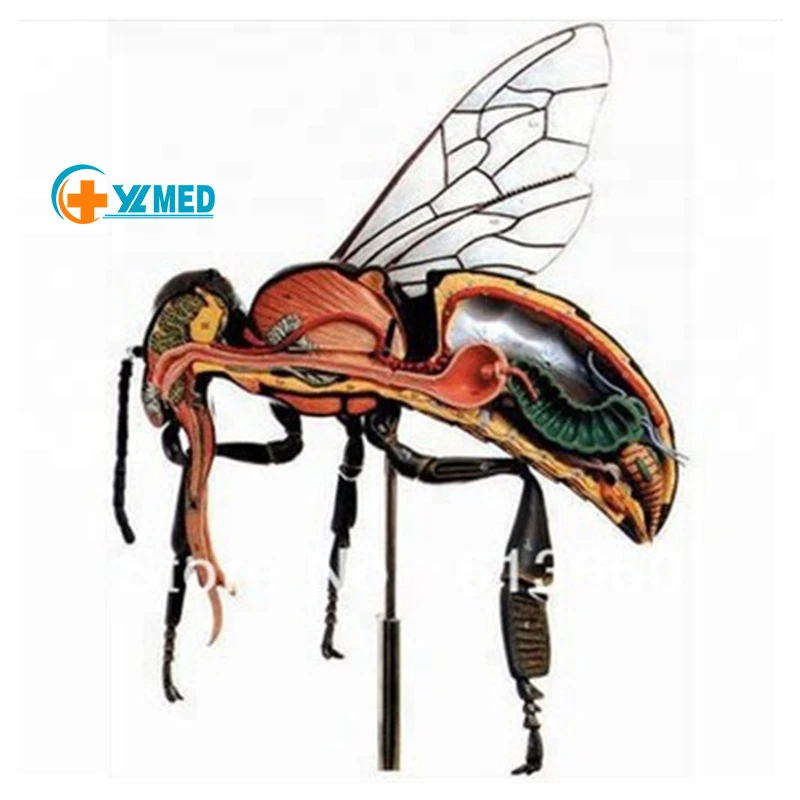 Метод обучения: пчела анатомическая модель биология учебные пособия пластиковая пчелиной