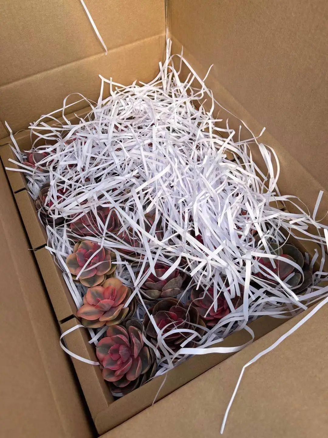 Оптовая продажа echeveria lenore варидин живые суккуленты оптовая древесные растения с собственной
