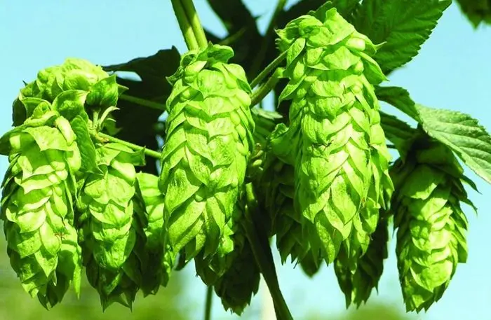 
Beer Hop Pellets Humulon Powder Hops Flower Extract 1.0% Xanthohumol bulk price 