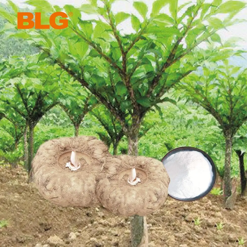 Free Sample Food Grade  Konjac Gum Powder Glucomannan Meal Vermicelli Dry Organic Konjac Powder