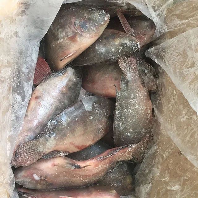 Wholesale seafood top quality fresh fish frozen whole tilapia