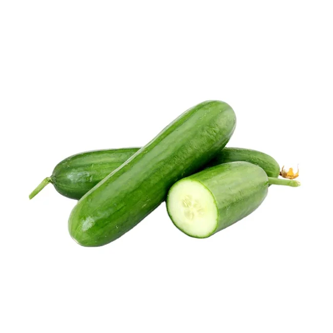 Bulk Stock Premium Quality Wholesale Fresh Cucumber Exporter