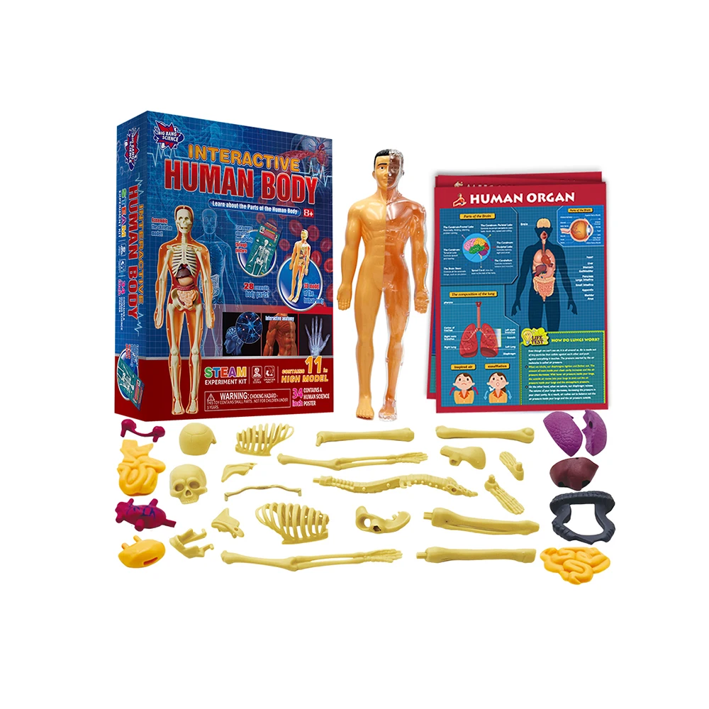 Simulation Of Human Skeleton Model Human Body Anatomy Model Educational Teaching Props For Students Diy Educational Toys