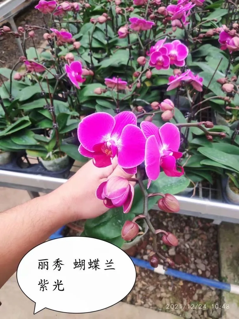 Indoor home decoration flower green plant