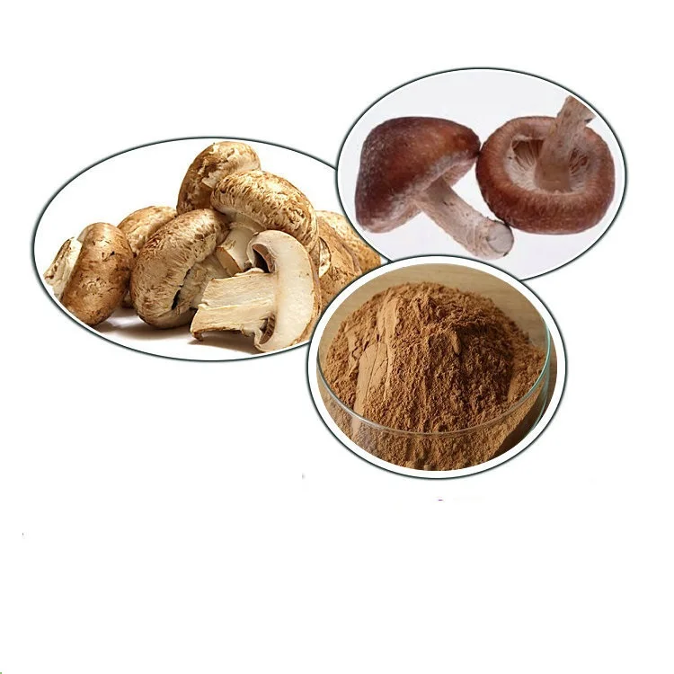 High quality shitake extract powder 10:1 shitaken mushroom extract powder