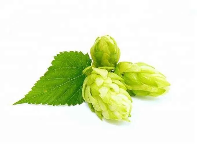 Free Sample Hops Flower Extract Powder Beer Hops Extract 1%-5% Xanthohumol