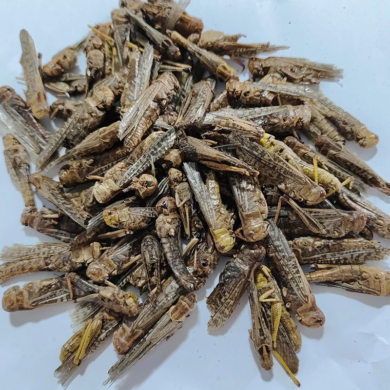 Excellent Insect Feed for Your Furry Friends. Abundant in Zinc. Improve Skin & Coat Health.Dried Grasshopper