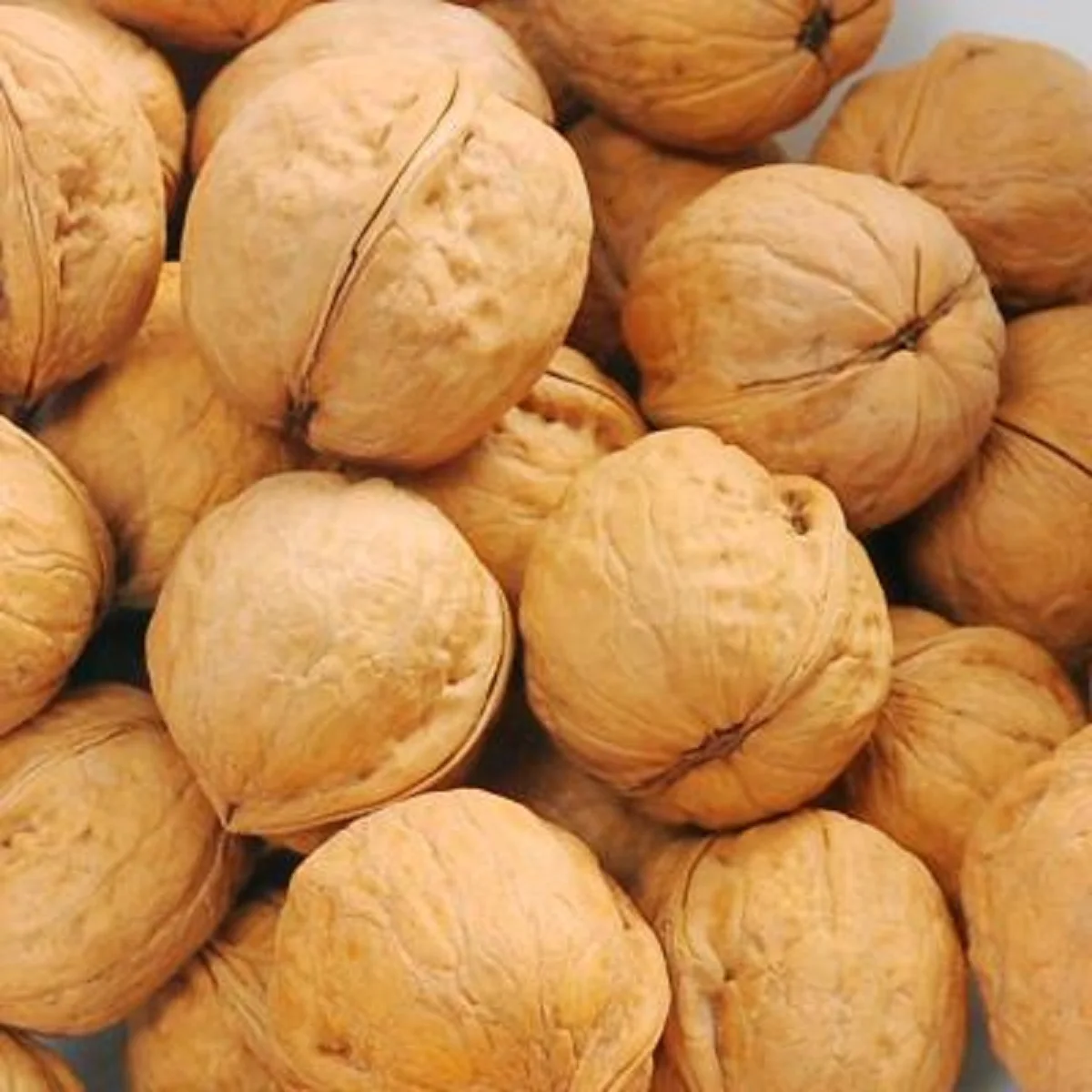 Wholesale High Quality Dried Raw Walnut 33x185 Big Bulk Paper Shell Walnuts Wallnut Style at Competitive Prices