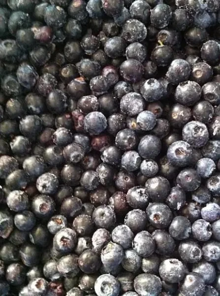 IQF Frozen Blueberry  Wholesale Frozen Fruits Frozen Blueberries