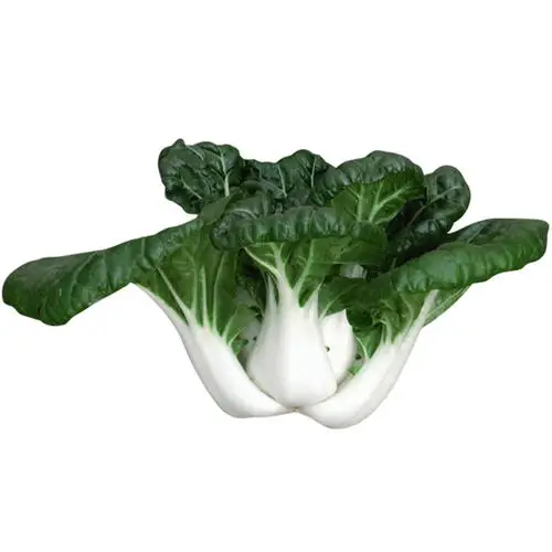 Milk Chinese cabbage