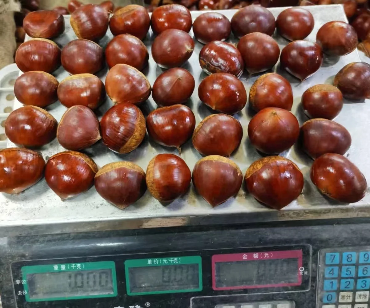 Новинка 2022, свежий урожай каштана, Даньдун, каштан, тайянский каштан
