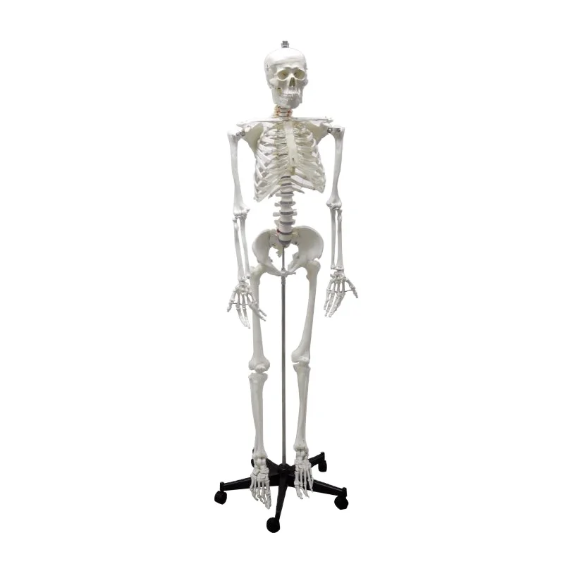 170cm/180cm human plastic skeleton anatomical model, advanced detachable bone model