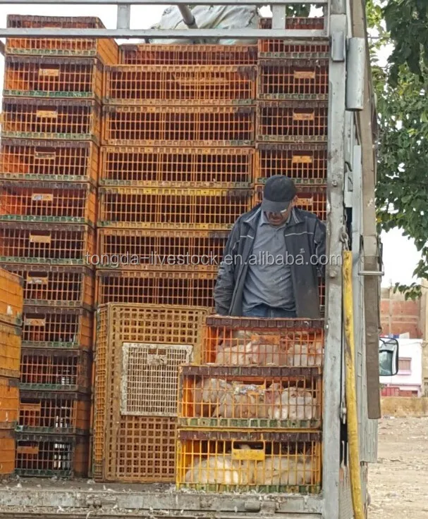 Truck transportation cage live chicken plastic cage plastic small animal carrier cage wholesale