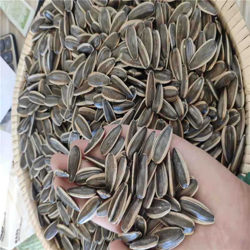 2022 new crop china sunflower seeds type 361 inner mongolia factory