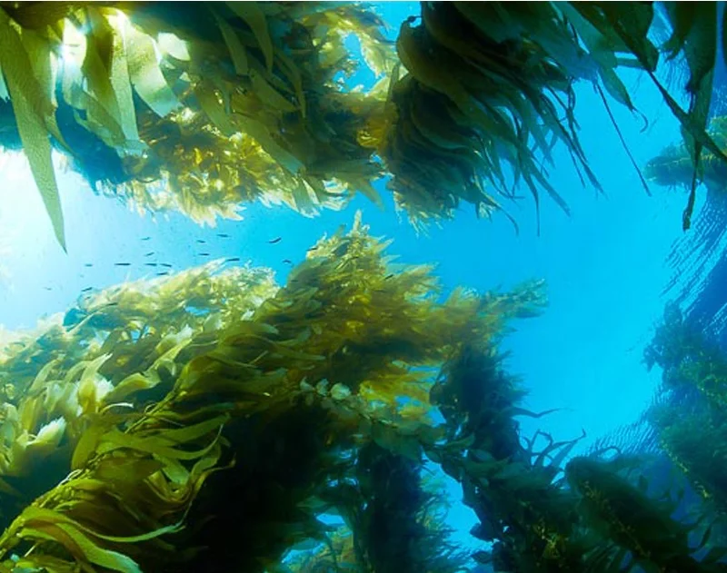 
100% natural agriculture organic fertilizer seaweed extract 