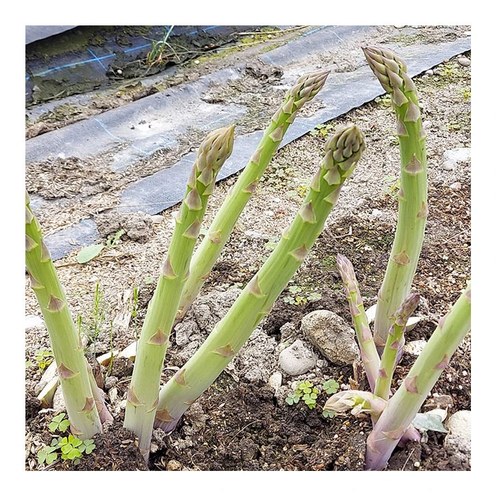 Japanese high quality fresh vegetables import green asparagus leaves