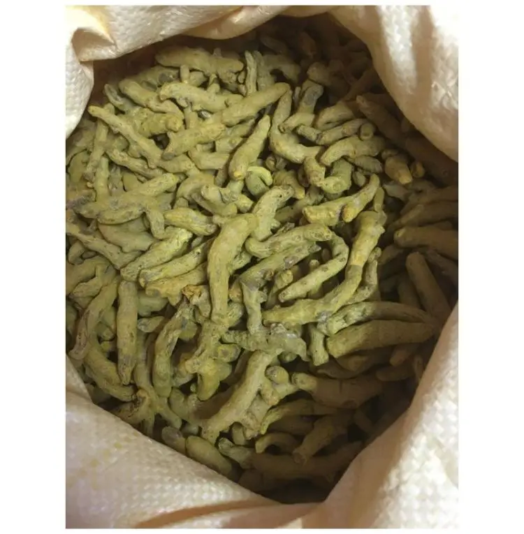 Turmeric Finger Chola Superfoods Money Saving Turmeric Finger Cost Effective CSF/TUFI/2022-2023 Turmeric Finger