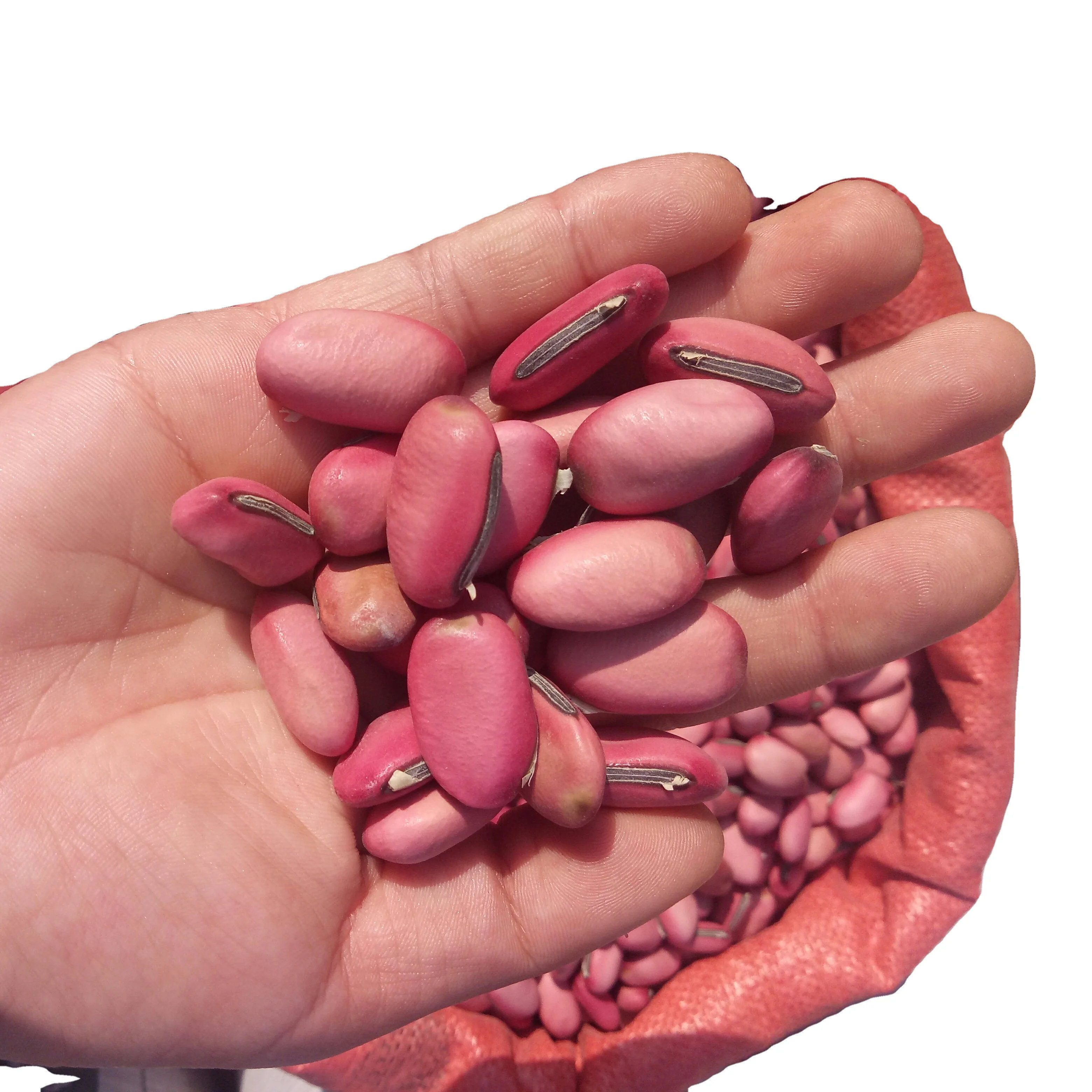 Dao dou натуральные спелые семена нового красного цвета Semen Canavaliae