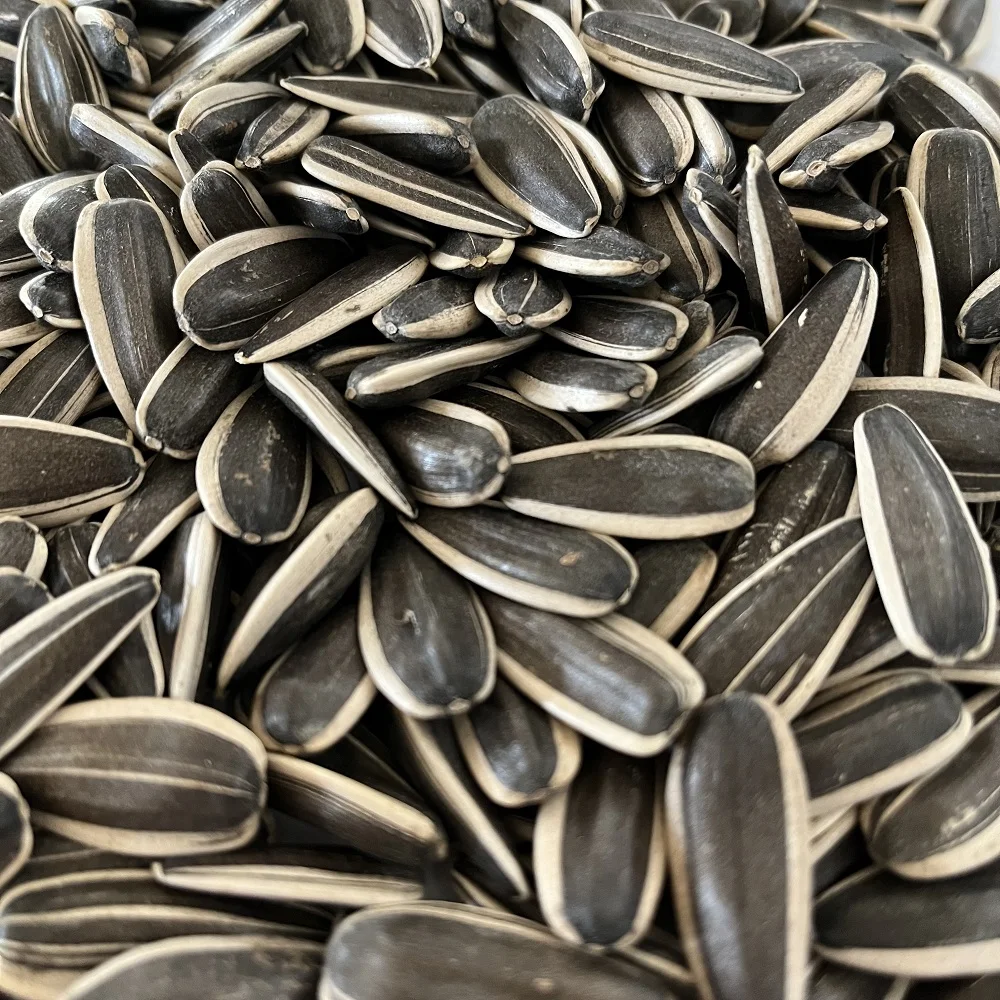 Ready to Ship free paid sample good quality hot sale 363,601,5009 black striped sunflower seeds china