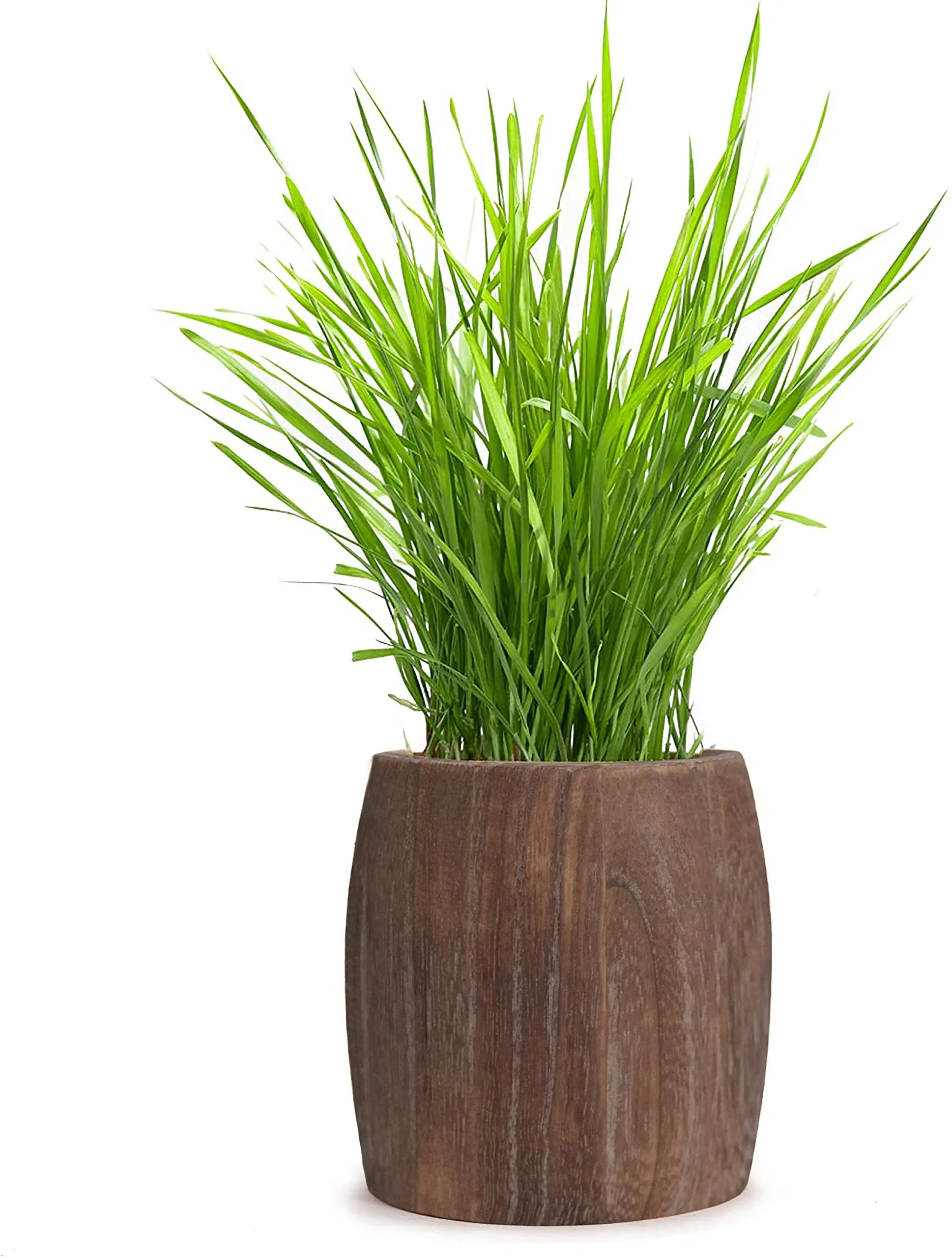 Organic Cat Grass Soil And  Cat Grass Growing Kit Disposable  Toy Gift To Cats