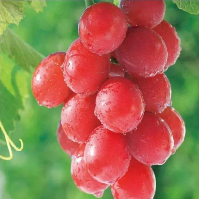 
Оптовая продажа, рубиновые римские виноградные растения, саженцы винограда, привитые 