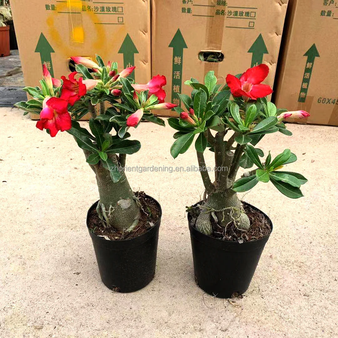 Wholesale desert rose flower in bulk, Adenium obesum, live plants in stock