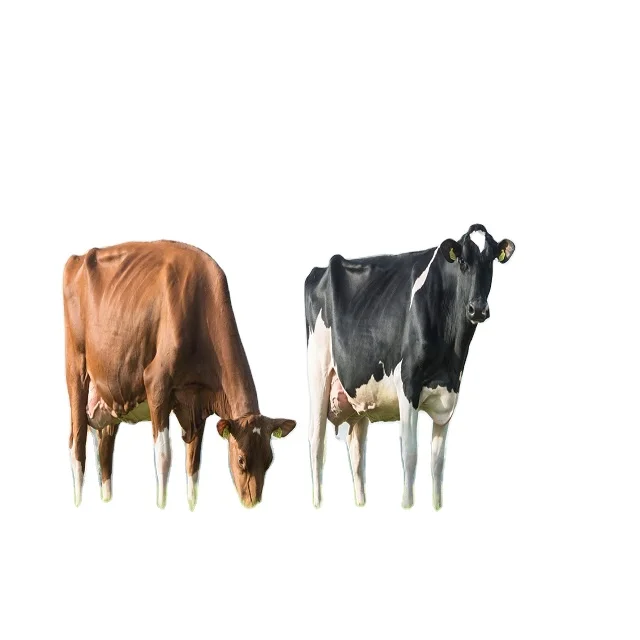 Healthy Pregnant Holsten Cows available/ Pregnant North America Holstein Cow