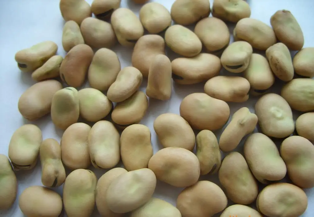 
Chinese new crop broad beans 