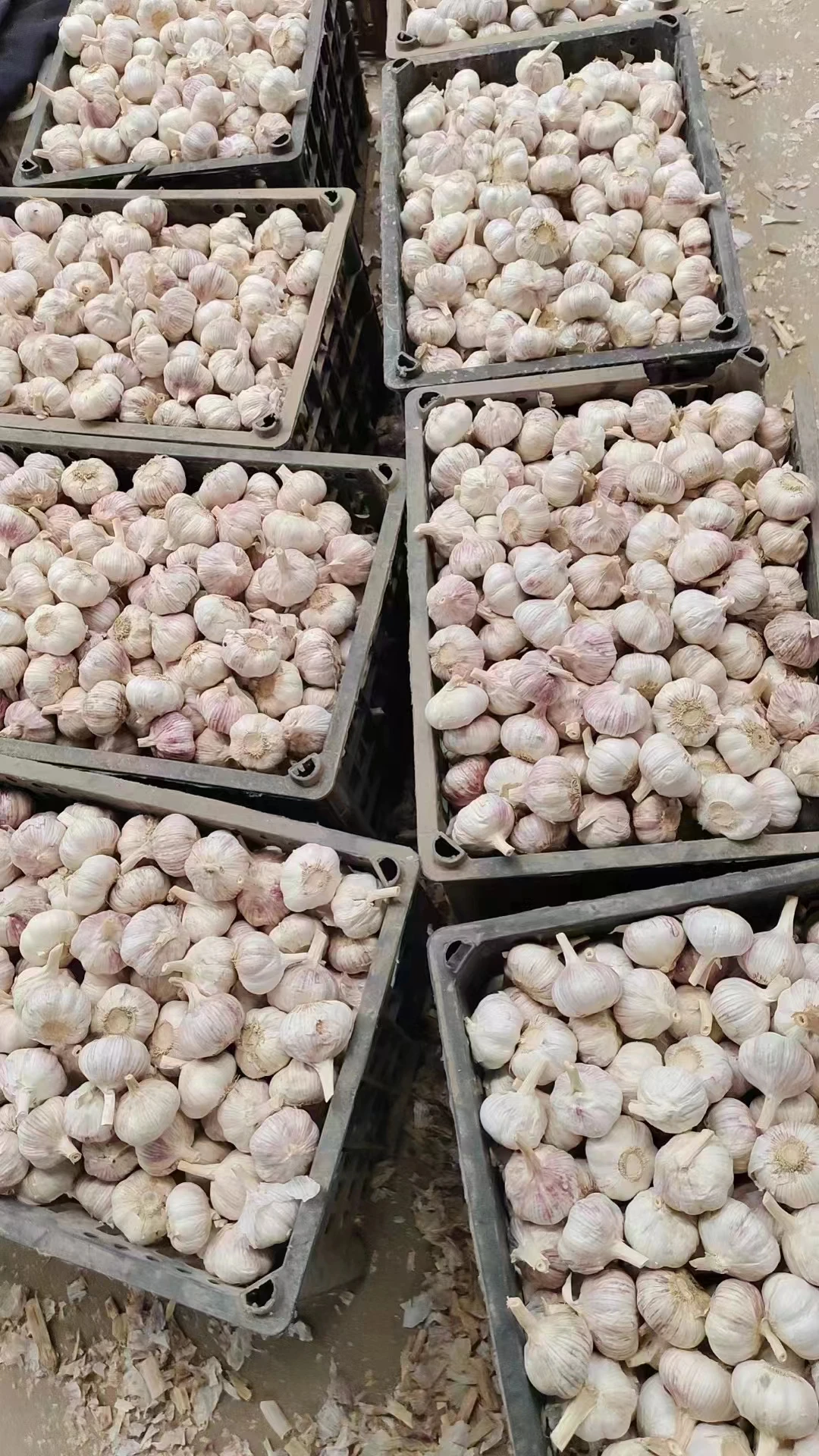 Wholesale Suppliers Price Frozen Garlic 2024 Crop For Sell Top Quality Dehydrated Garlic Frozen Garlic Clove