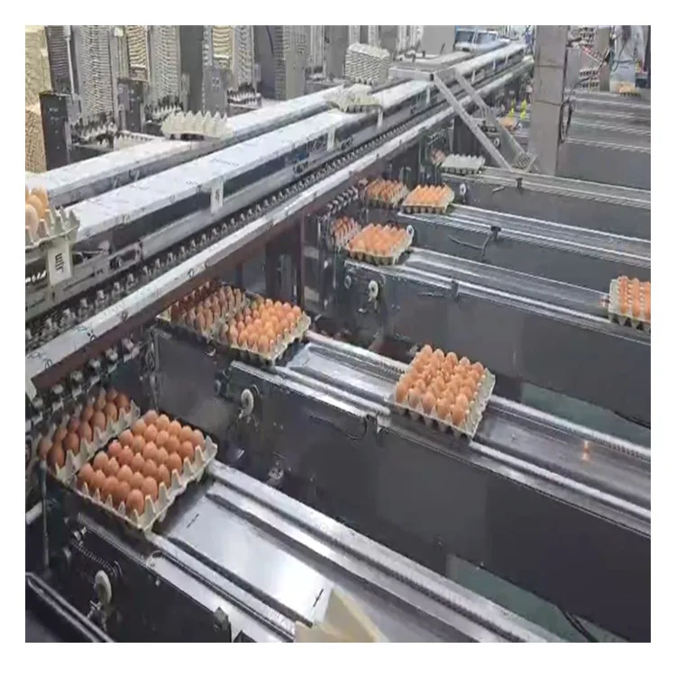 Multifunctional Automatic Egg Grading Packing Machine 500 Capacity New and Used for Chicken Egg Sorting and Packing