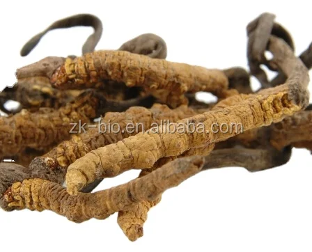 Top quality Cordyceps sinensis extract powder