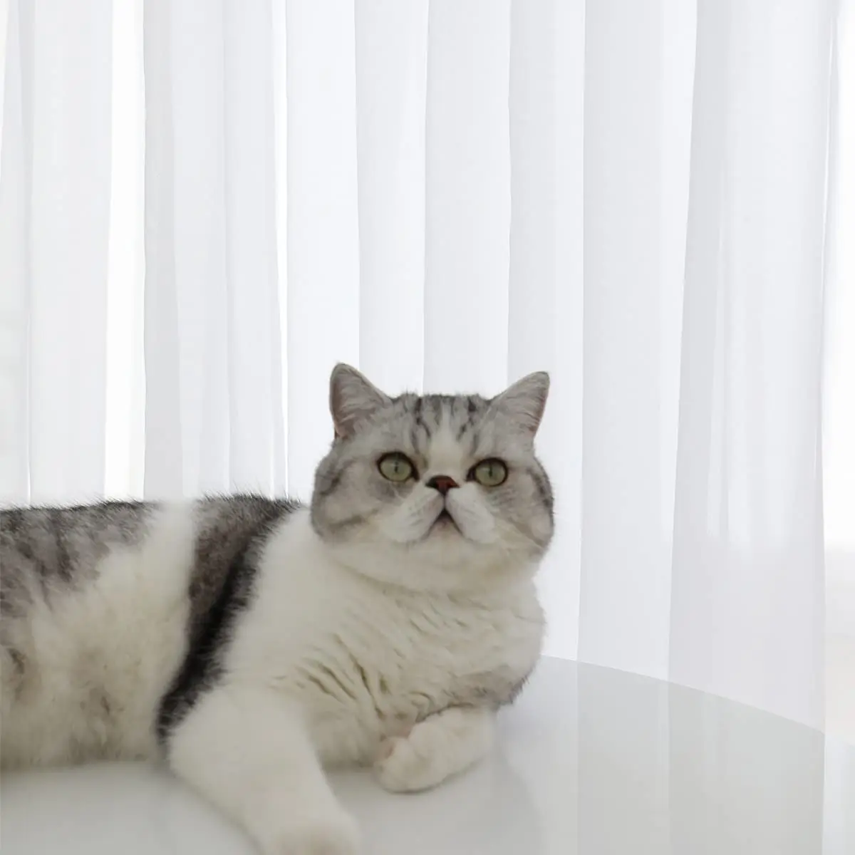 Hot Sale Good Price Sheer Fabric 100% Polyester Light Weigh Voile Fabric Curtain Multiple Color 280&300CM 45gsm