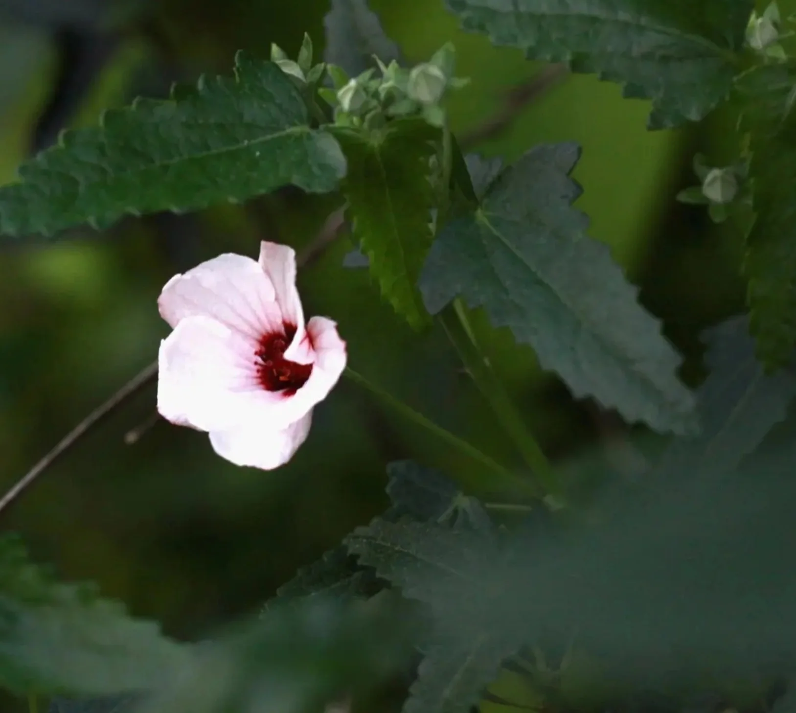 KAIYANGE high quality natural althaea officinalis dried marshmallow cut leaf YAO SHU KUI herbal marshmallow leaf