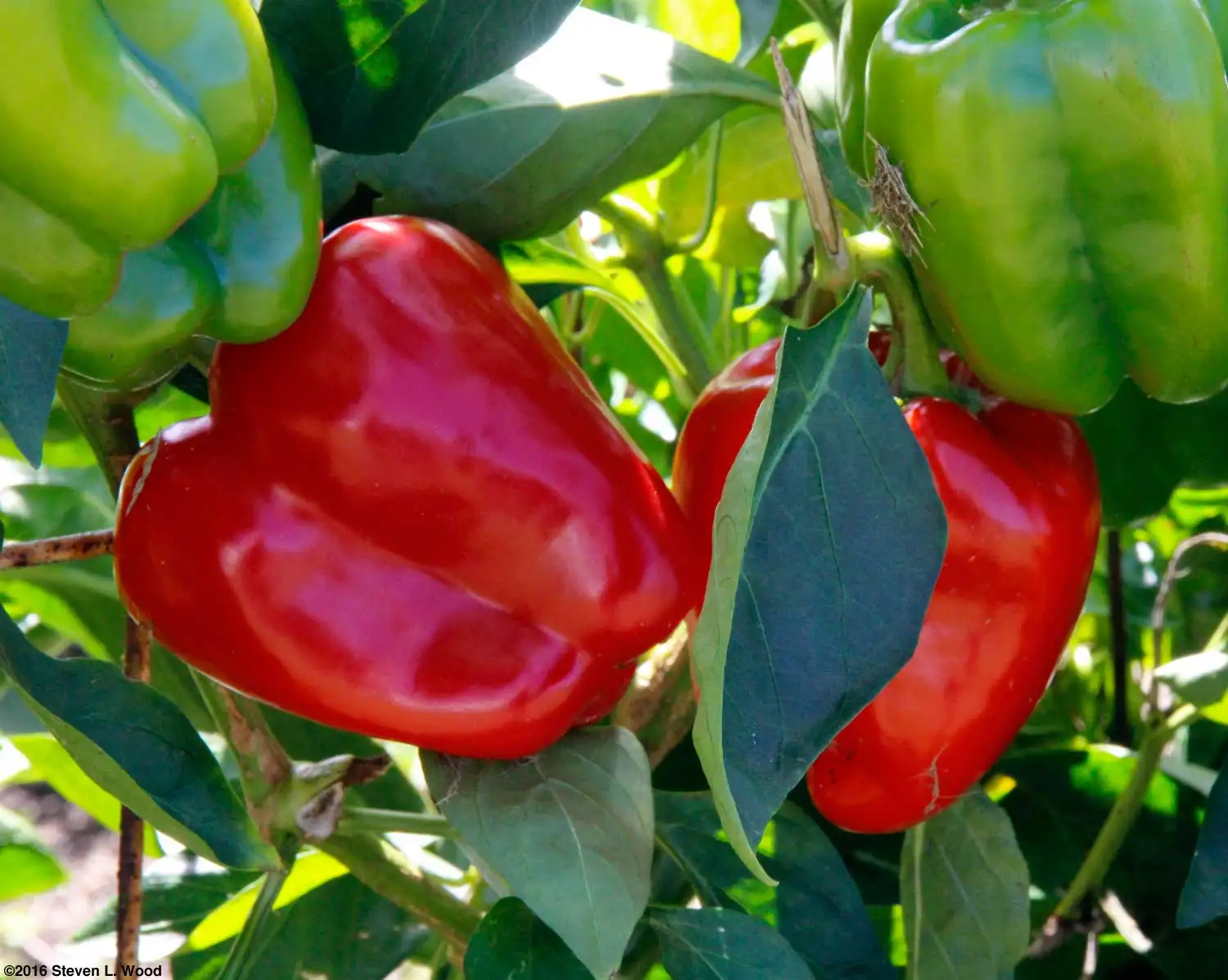 Red bell pepper sweet pepper