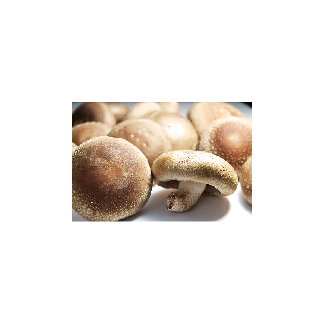 
The well-known fresh juicy plump mushroom shitake with nutrients 