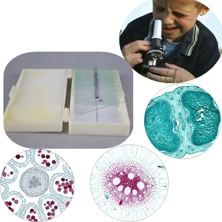 Teaching and learning botany prepared microscope slides