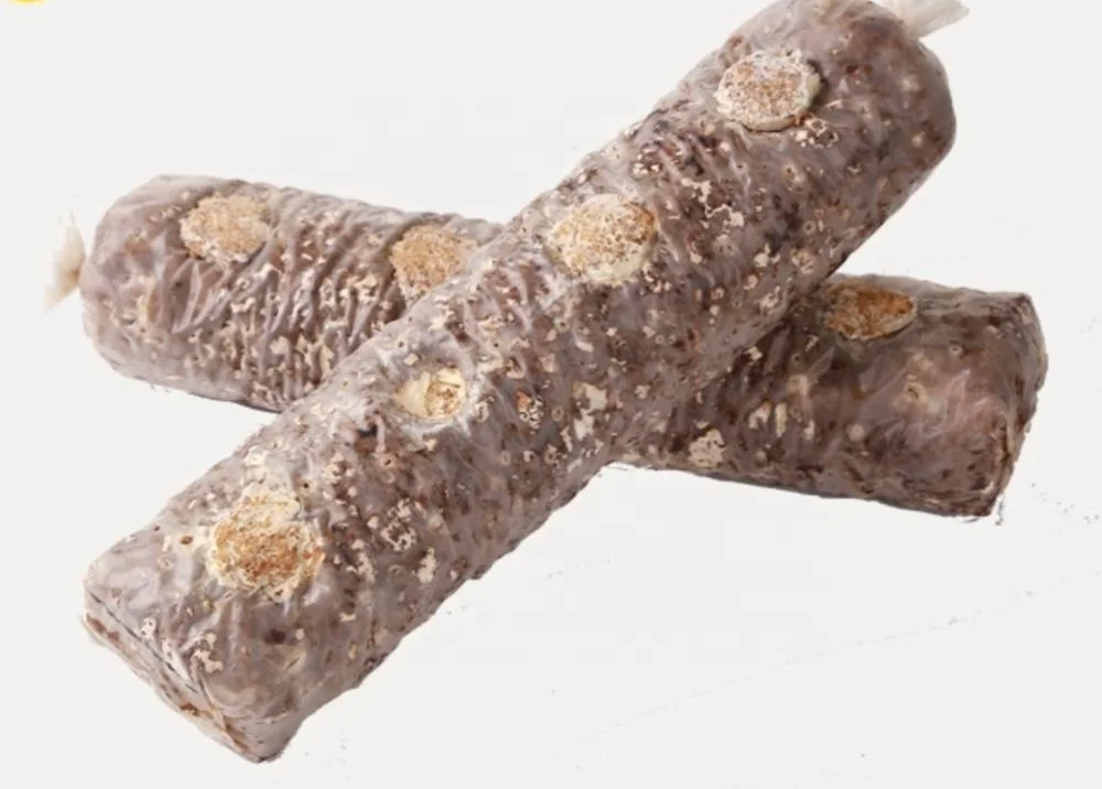 
Shiitake Mushroom Bulk Logs Spawn For Sale 
