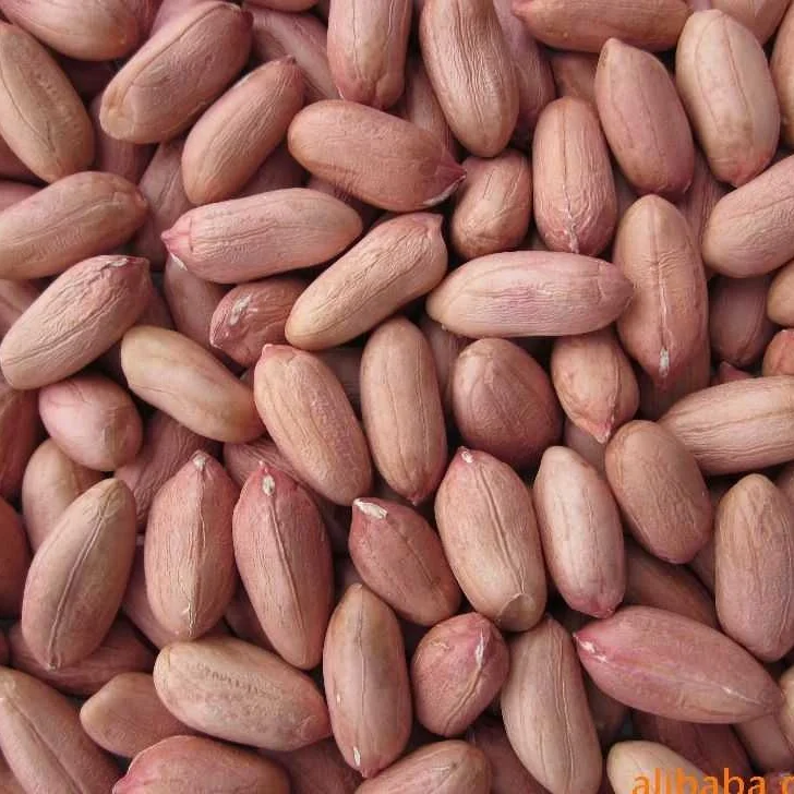 Chinese High Grade Raw Peanut Kernels Long and Round Shape
