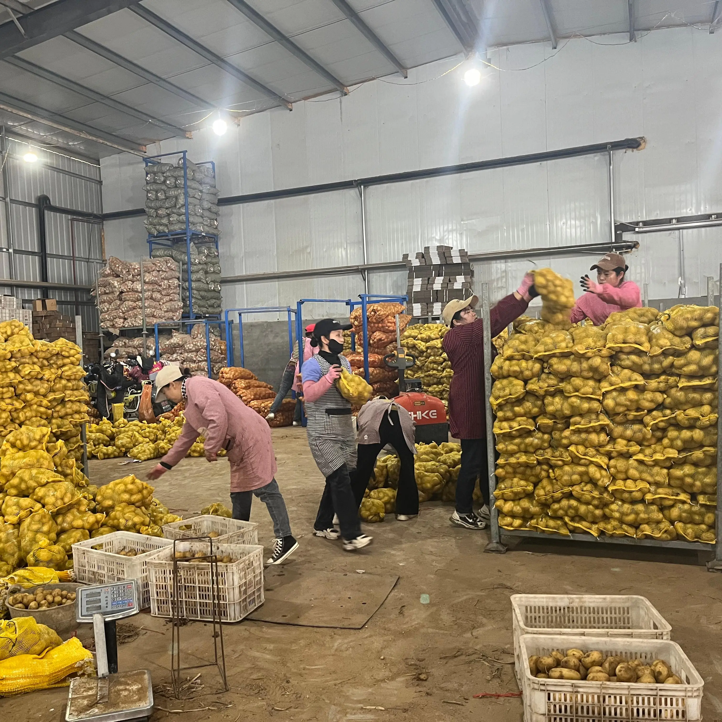 China New Crop Fresh Potato 100% Natural Organic Holland Yellow Potato Wholesale Price