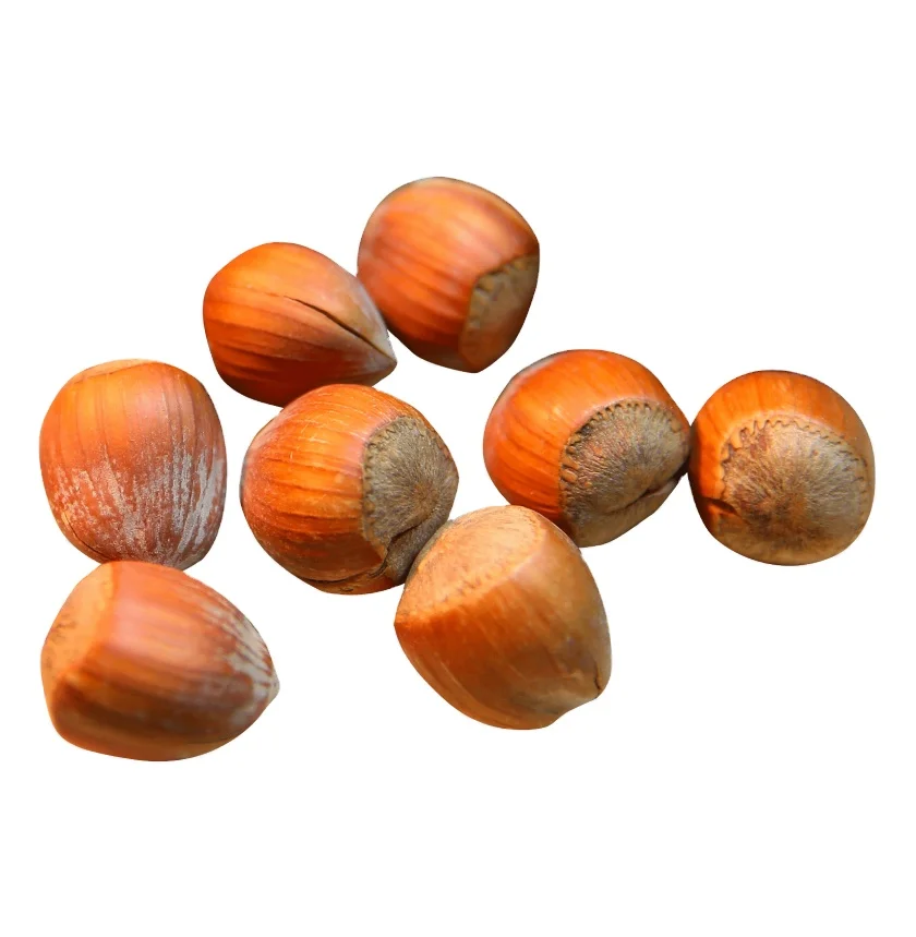 Natural Quality Raw Dried Hazelnuts For Export In Sale