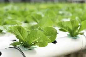 Hot Sale Hydroponic Container System for Greenhouse