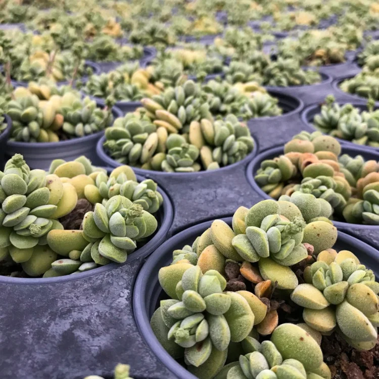 
2020 new style live succulents plants suppliers provide where to buy korean succulents 