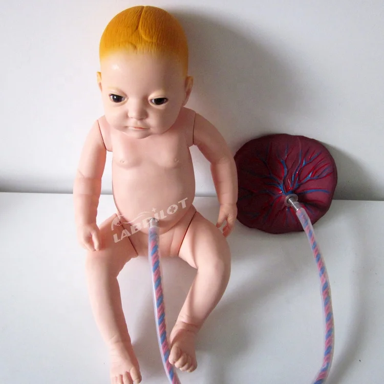 Neonatal Umbilical Cord Nursing Manikin, Placental Care Model