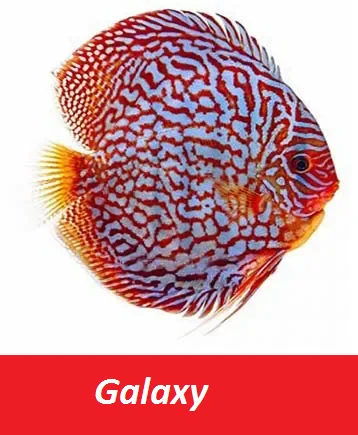 Fish - Best Selling Wholesale Discus Aquarium Fish - Live Discus Fish Various Types and Colors